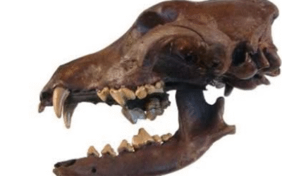Nieuwe werkgroep Archeologie binnen OKV